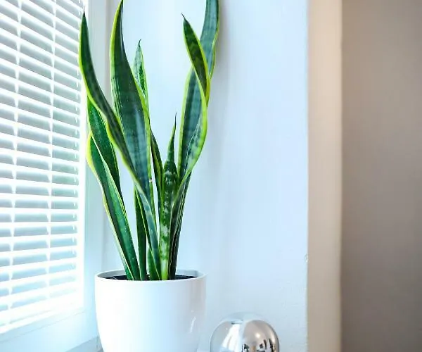 Stomorica شقة زادار